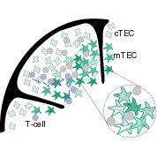 Thymic selection model