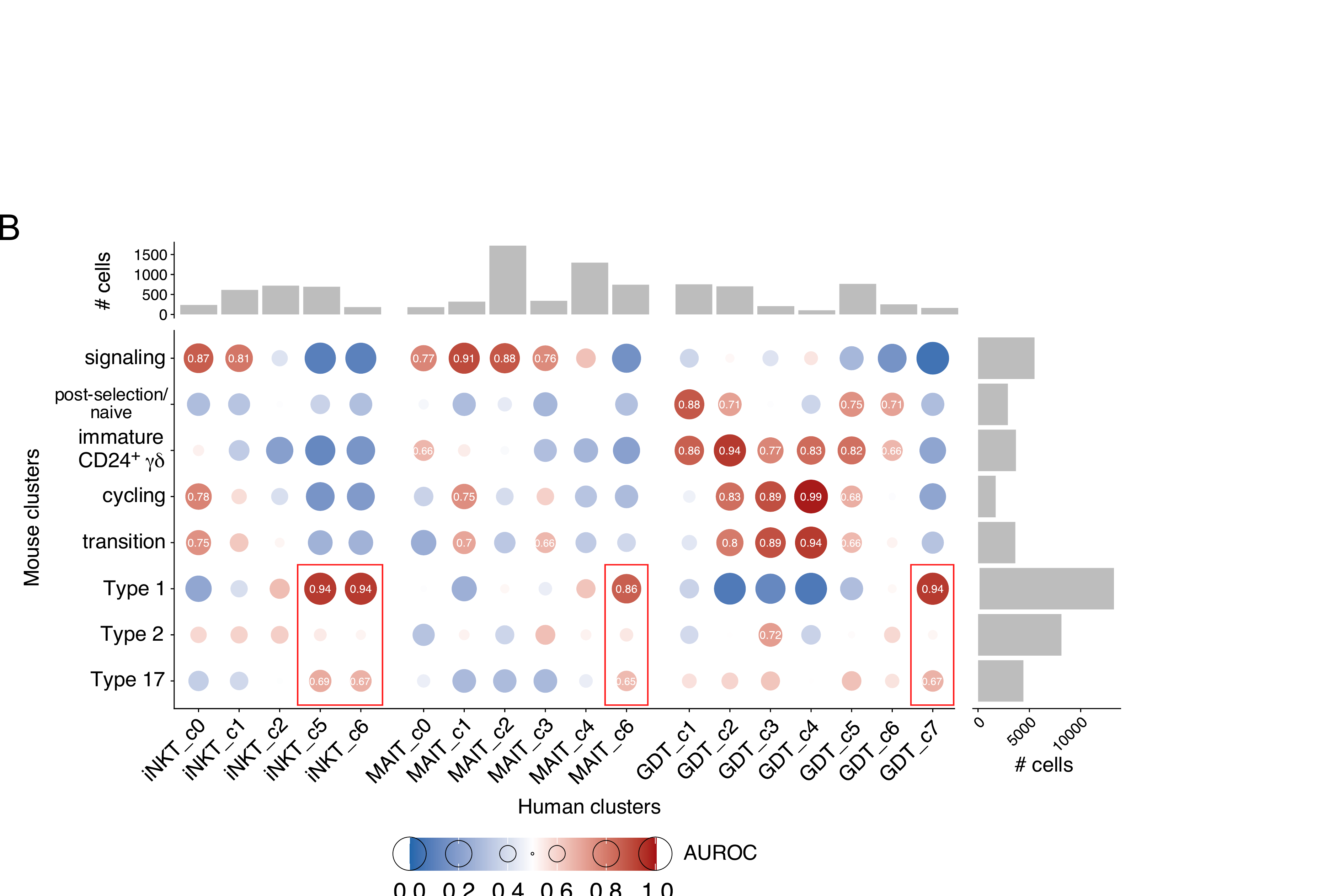 Cross-species T cell cluster comparison